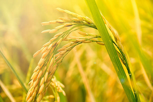 Trusted Farm Quality